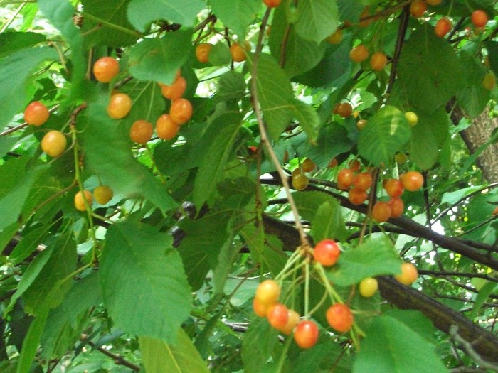 cirese - fructe din gradina-iunie