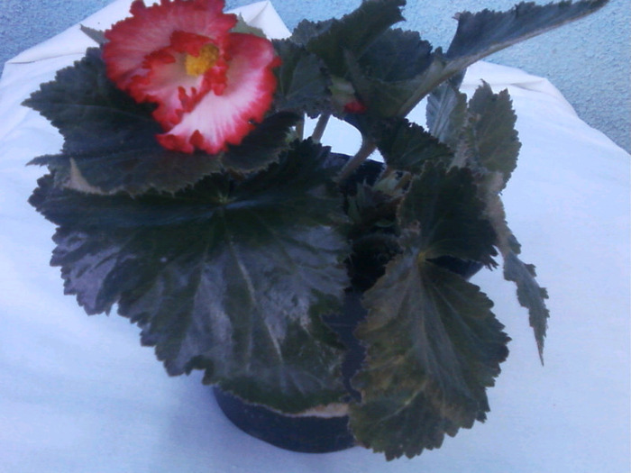 Fotografii-0001 - Begonia