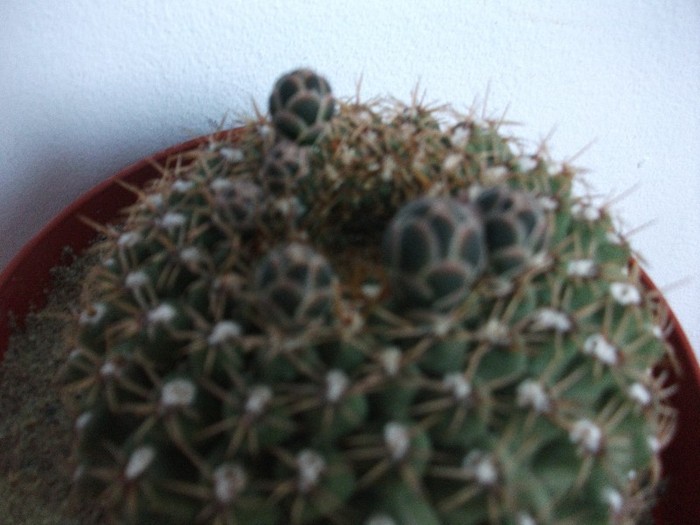 imaginile mele 1299 - cactusi iunie 2011