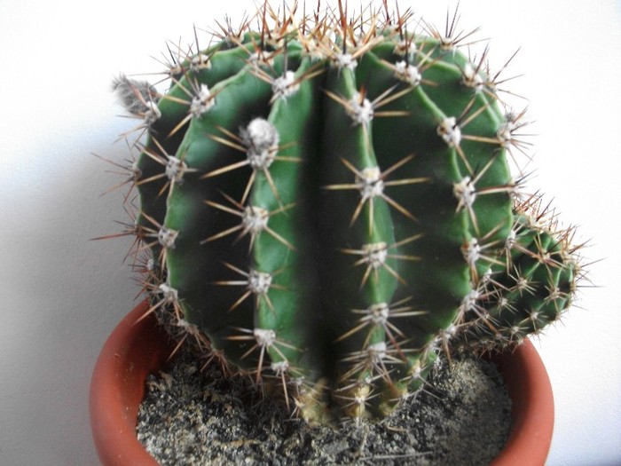 imaginile mele 1301 - cactusi iunie 2011