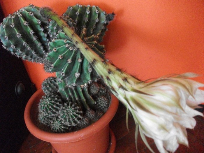 cactus inflorit 21.06.2011