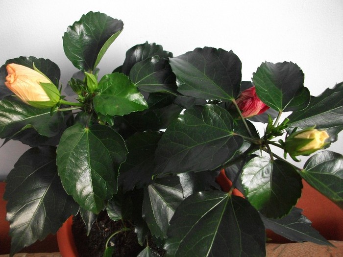 imaginile mele 1310 - trandafir japonez