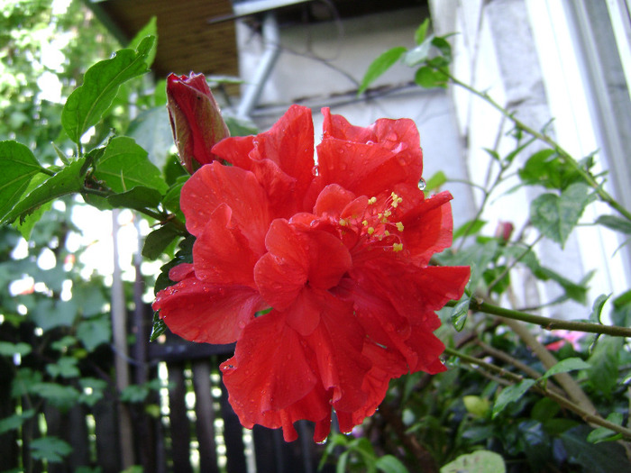 DSC06644 - hibiscus 2011