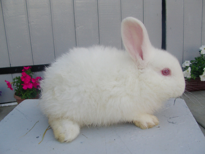 femela neozeelandez - C_IEPURI 2011