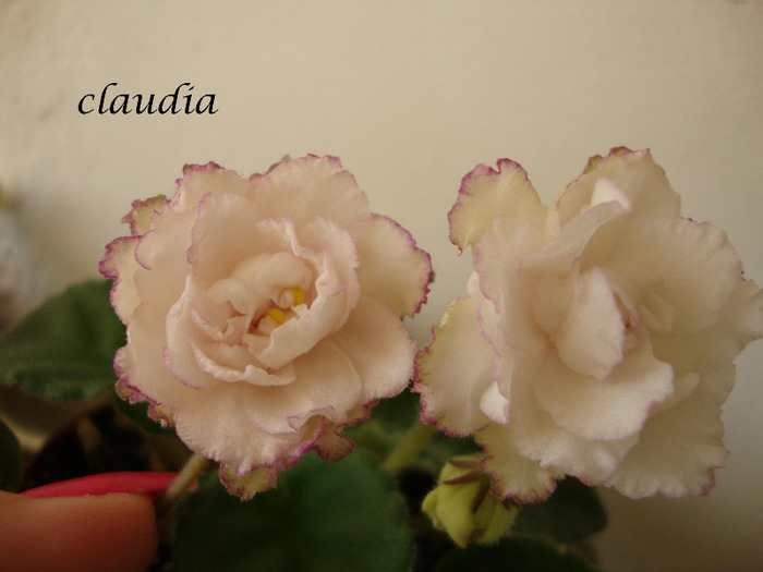 DSC03135 - 0 violete
