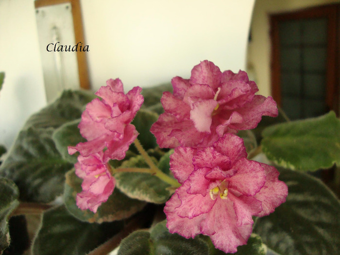 DSC03169 - 0 violete