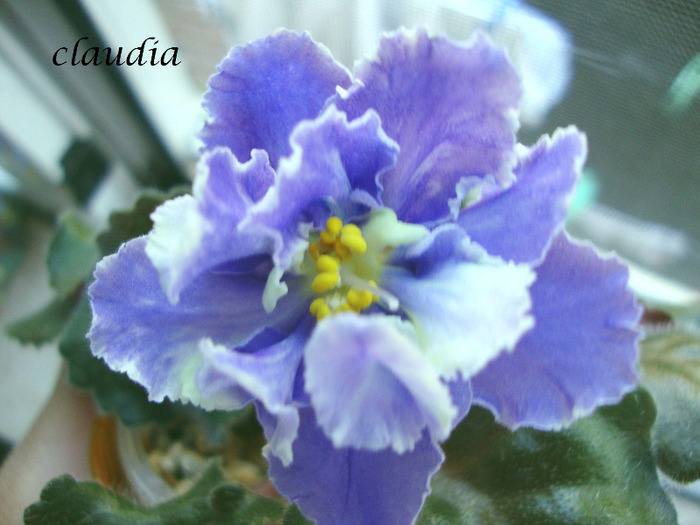 DSC03105 - 0 violete