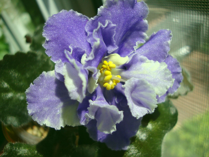 DSC03117 - 0 violete