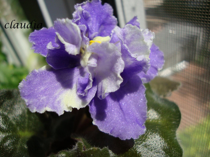 DSC03118 - 0 violete