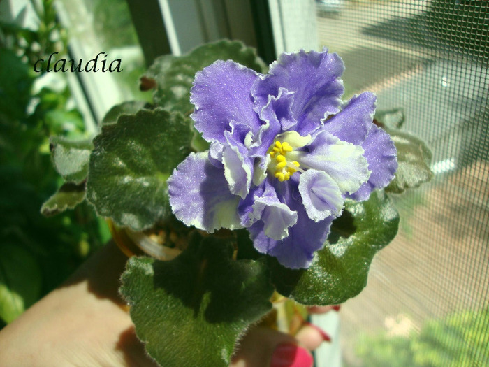 DSC03119 - 0 violete