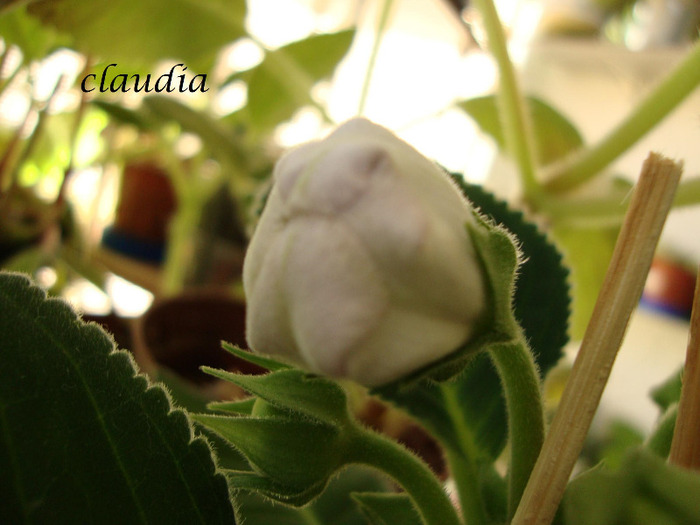 DSC03128 - 1T gloxinia