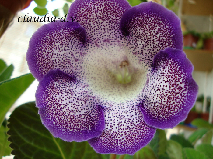 DSC03145 - 1T gloxinia