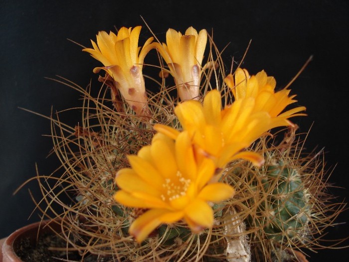 DSC01262 - Cactusi 2011