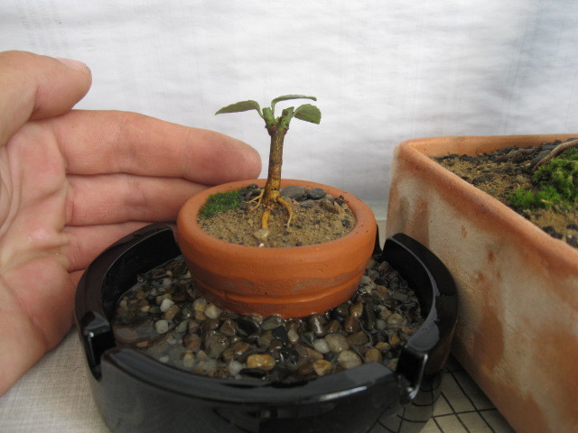Bobitoi - Viitori bonsai shohin