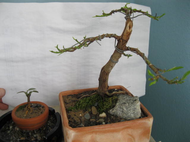 Langa un "frate" de 16 cm - Viitori bonsai shohin