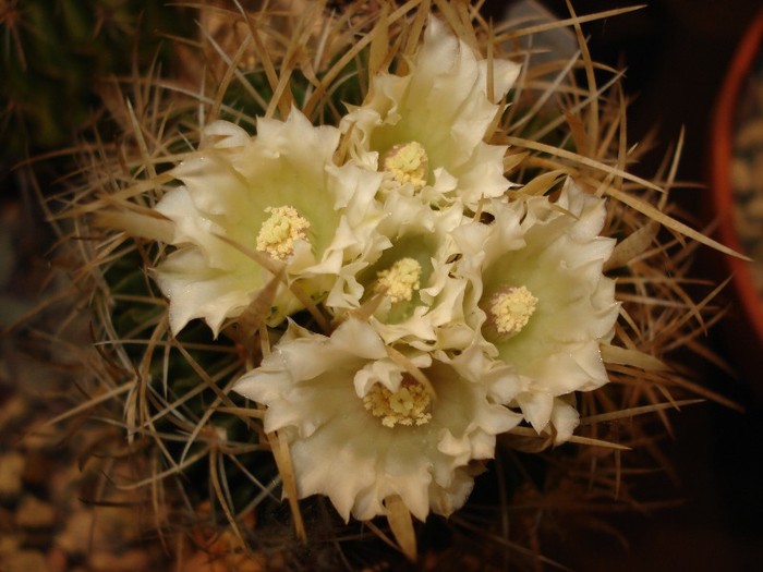 DSC00318 - Cactusi 2011