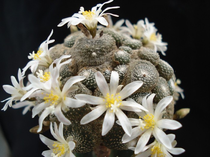 Blosfeldia liliputana - Cactusi 2011