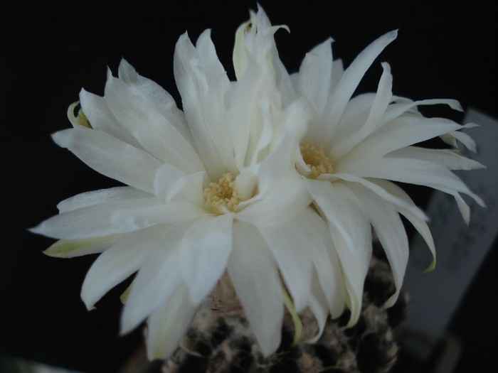 Discocactus horstii.