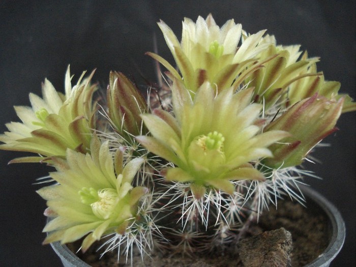 DSC00578 - Cactusi 2011