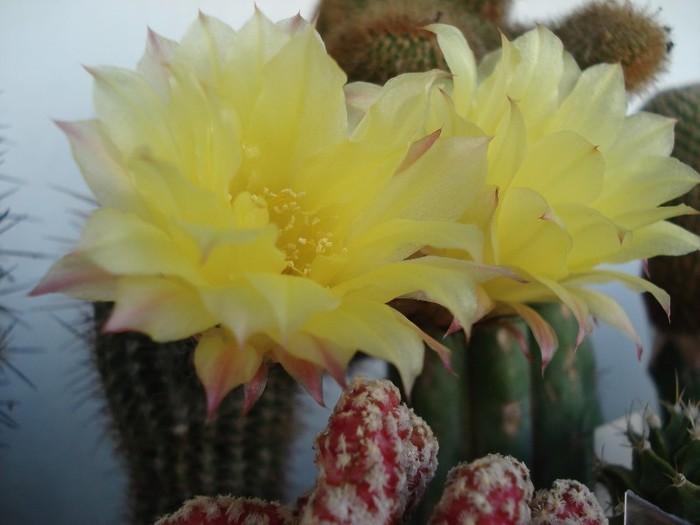 DSC00576 - Cactusi 2011