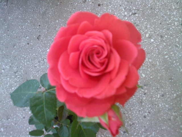 mini-roza - gradina mea 2011