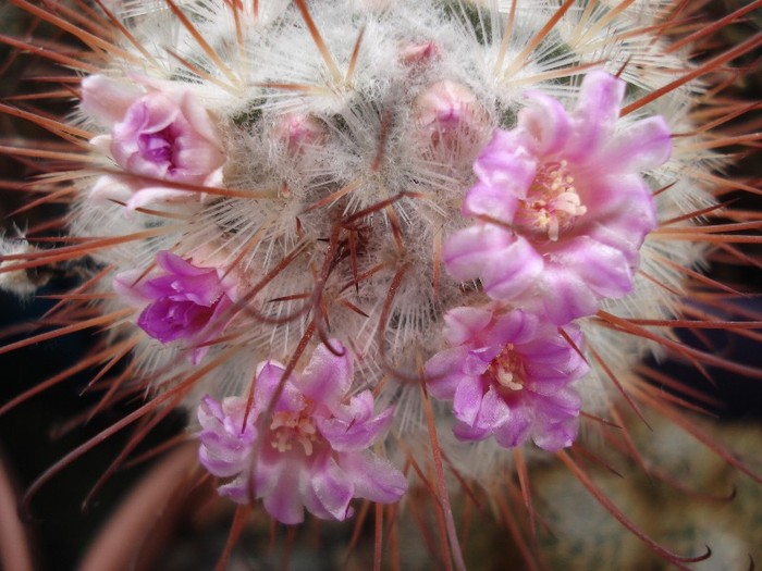 Mammillaria Bombicyna