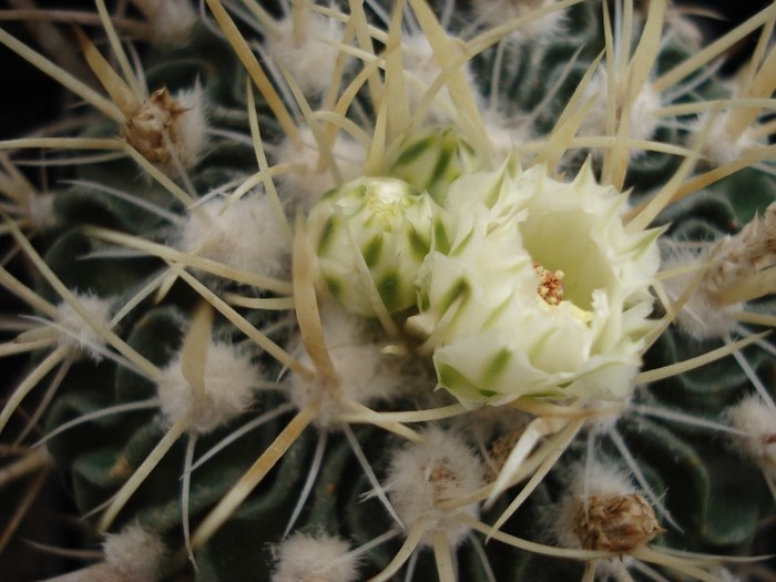 DSC00036 - Cactusi 2011