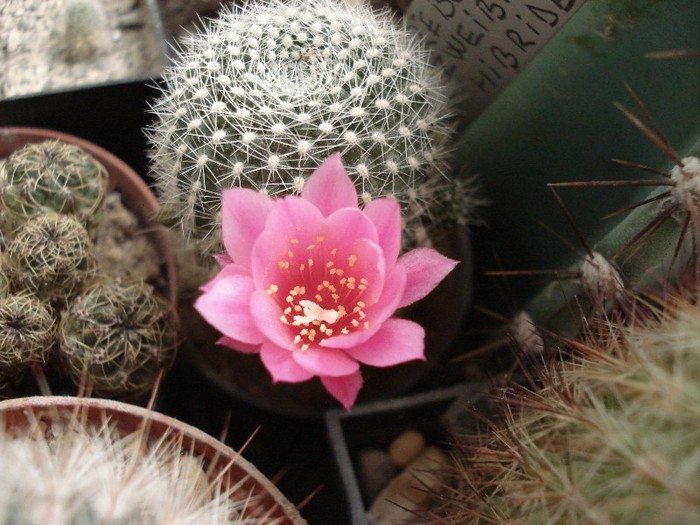 DSC00023 - Cactusi 2011