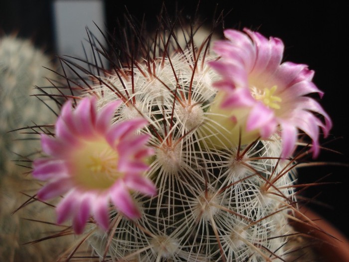 DSC00152 - Cactusi 2011