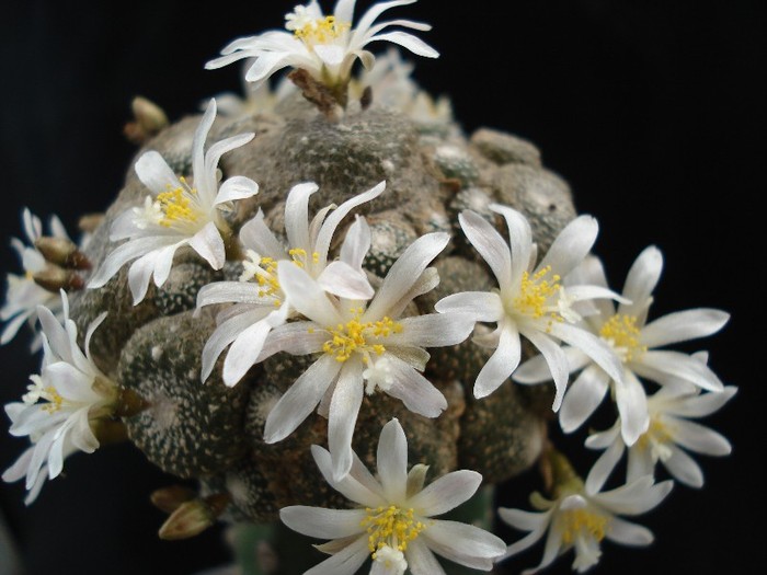 Blosfeldia liliputana - Cactusi 2011