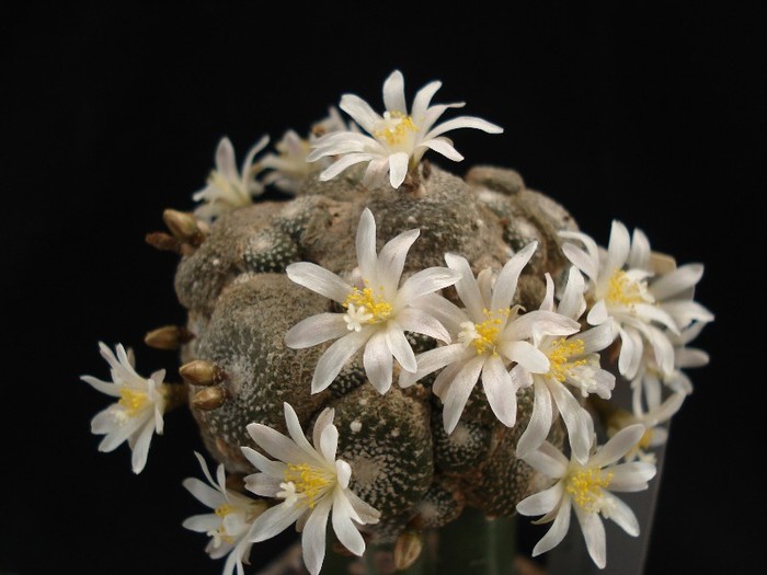 Blosfeldia liliputana - Cactusi 2011