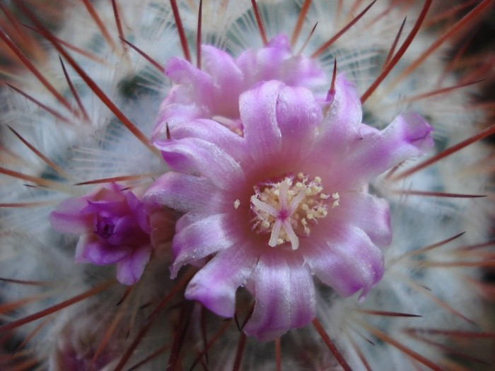  - Cactusi 2011