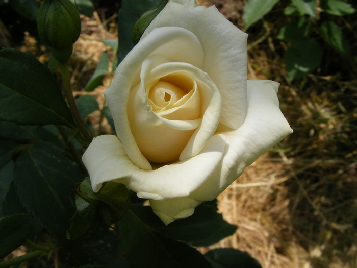 Ilse Krohn Superior; Thea Hybrid,arbust,floare medie,17-25 petale,parfum mediu(3 din 5 puncte),h1,5-3m
