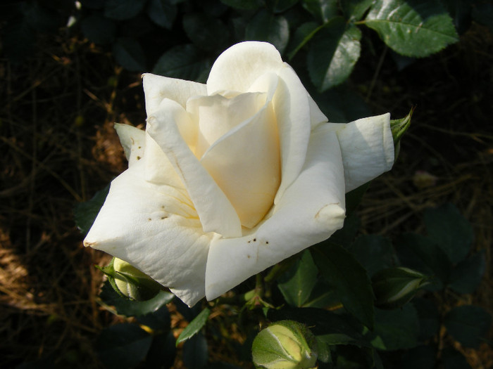 Ilse Krohn Superior; Thea Hybrid,arbust,floare medie,17-25 petale,parfum mediu(3 din 5 puncte),h1,5-3m
