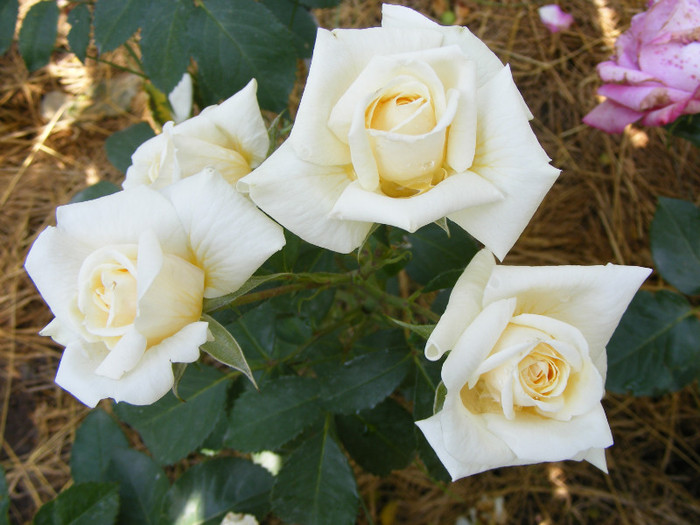 Ilse Krohn Superior; Thea Hybrid,arbust,floare medie,17-25 petale,parfum mediu(3 din 5 puncte),h1,5-3m

