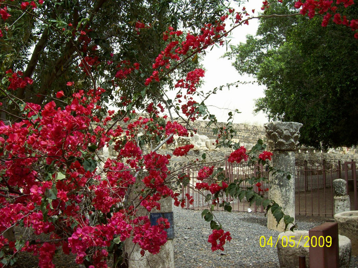 ARHEOGIE SI FLORI LA CAPERNAUM - ISRAEL-