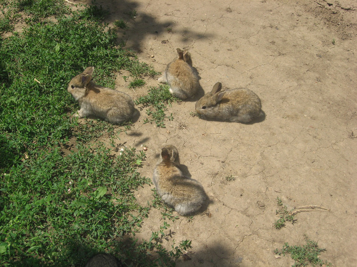 Picture 016