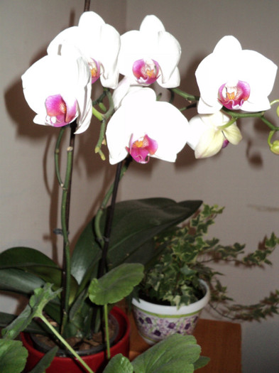 Orhideea mea in anul 2 - Iunie 2011