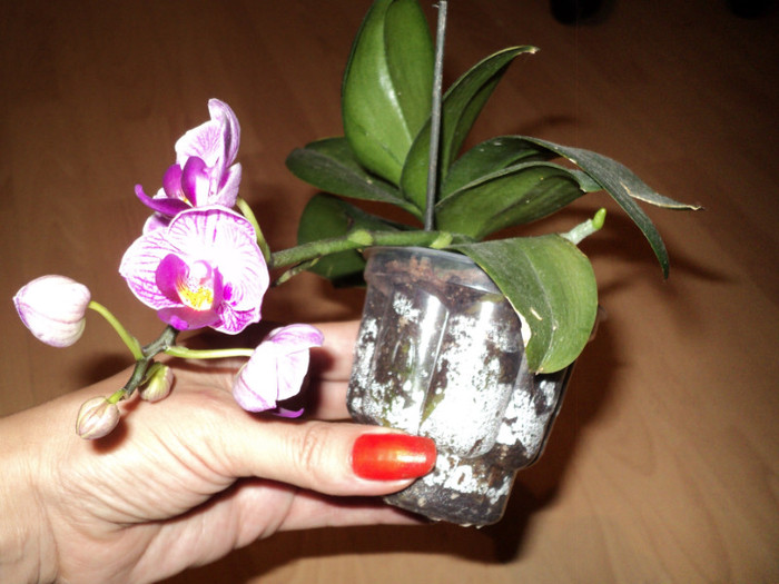 orhidee mini-este a fiicei mele - Iunie 2011