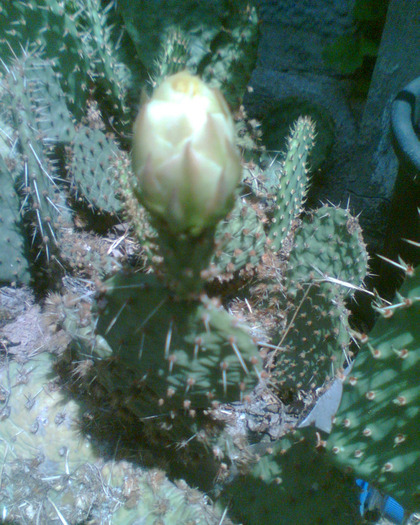 Picture 234 - cactusi infloriti