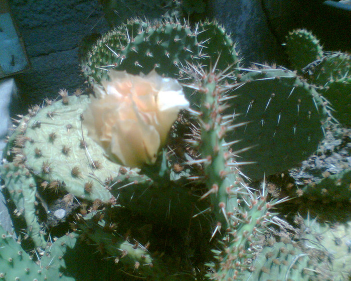 Picture 235 - cactusi infloriti