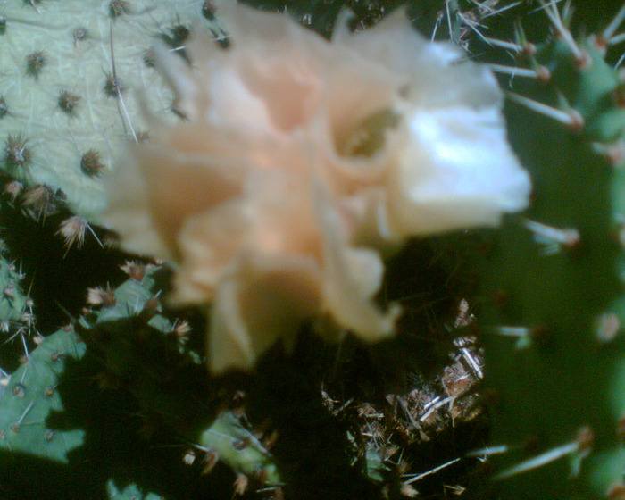 Picture 236 - cactusi infloriti