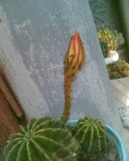 Picture 239 - cactusi infloriti