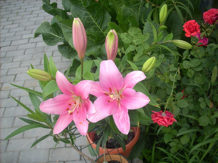 Crin Pink Pixie - Amaryllis si crini