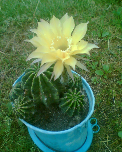 Picture 241 - cactusi infloriti