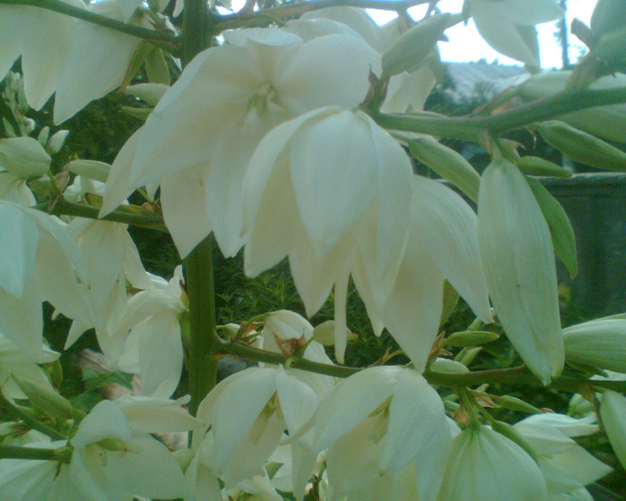 Picture 261 - yucca de gradina