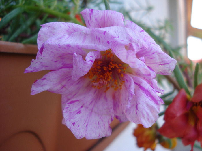 Portulaca grandiflora (2011, June 19)