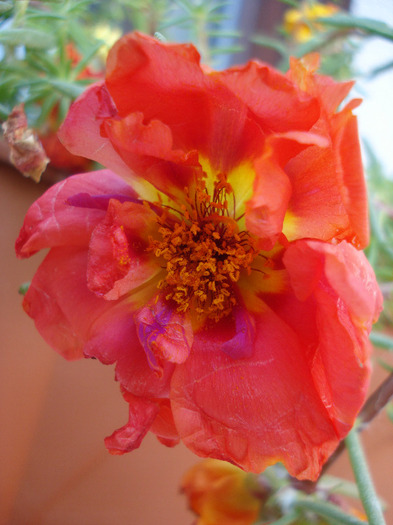 Moss-rose Purslane (2011, June 19) - PORTULACA Grandiflora