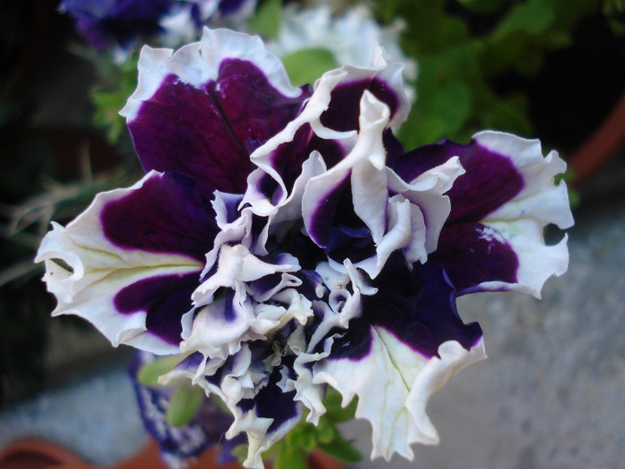 Petunia Purple Pirouette (2011, Jun.18) - PETUNIA Double