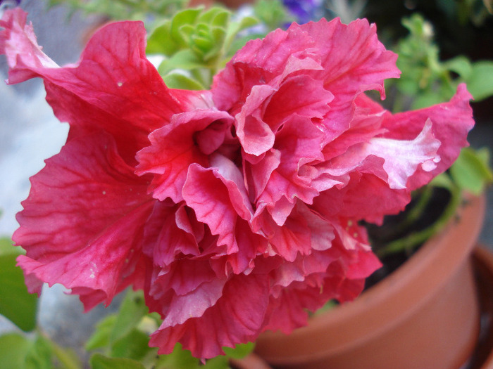 Petunia Double Red (2011, June 18) - PETUNIA Double